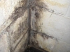 basement-mold.jpg