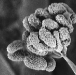 mold-1-large.jpg