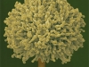 mold.jpg