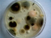 mold12.jpg