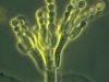penicillium.jpg